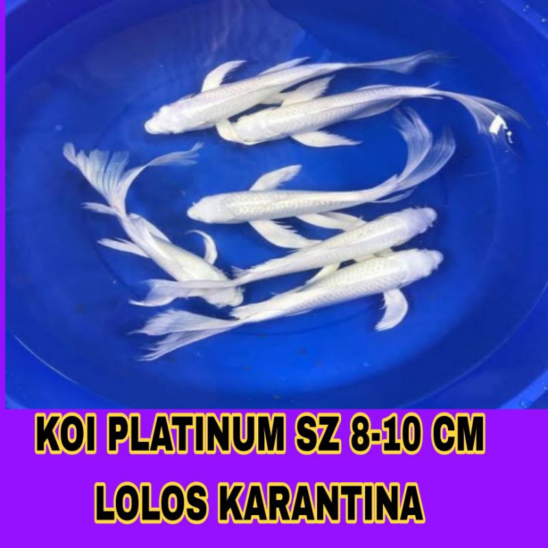 IKAN KOI PLATINUM SLAYER HIGH QUALITY LOLOS KARANTINA