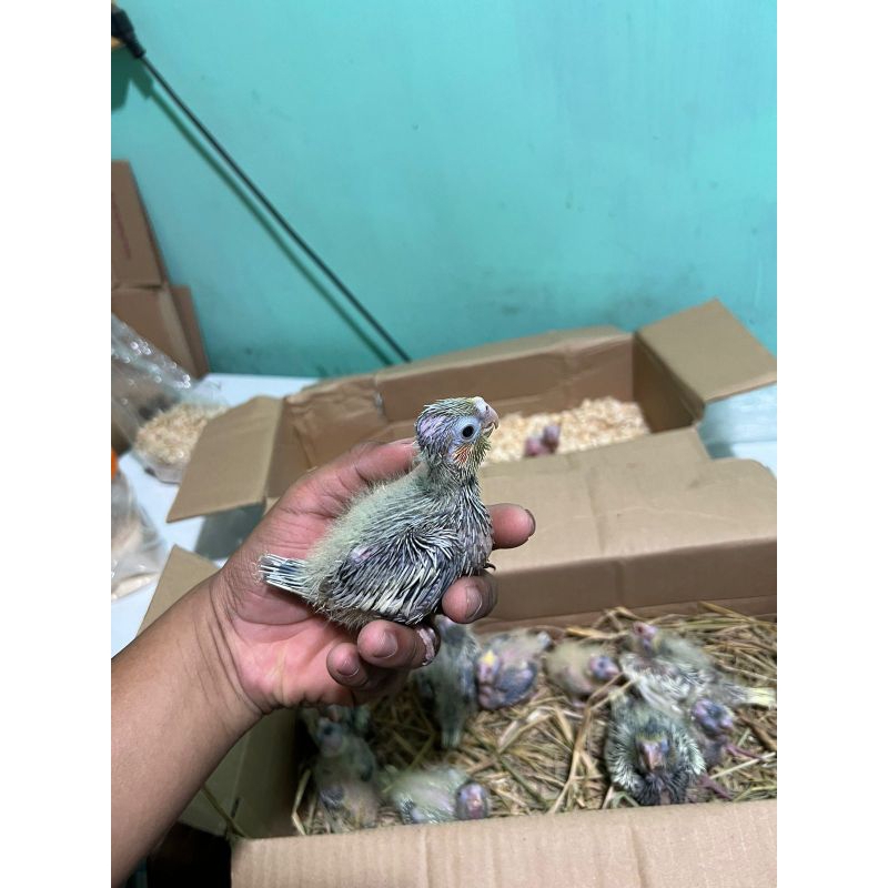 Falk lolohan atau parkit Australia lolohan jinak respon spet pintar