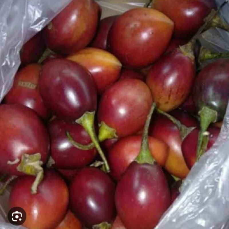 

buah terong belanda berkhasiat untuk kesehatan 500gram