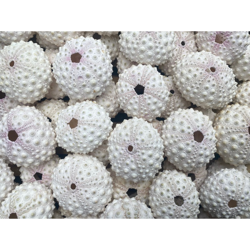 CANGKANG KERANG BULU BABI [SEA URCHIN]