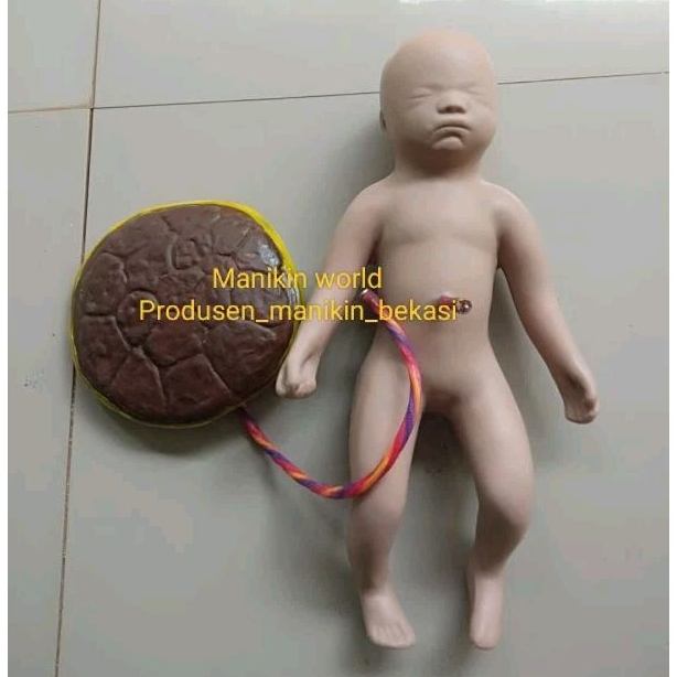 MANIKIN BAYI DAN PLACENTA/ALAT PERAGA BAYI PLACENTA/PHANTOM BAYI DAN PLACENTA