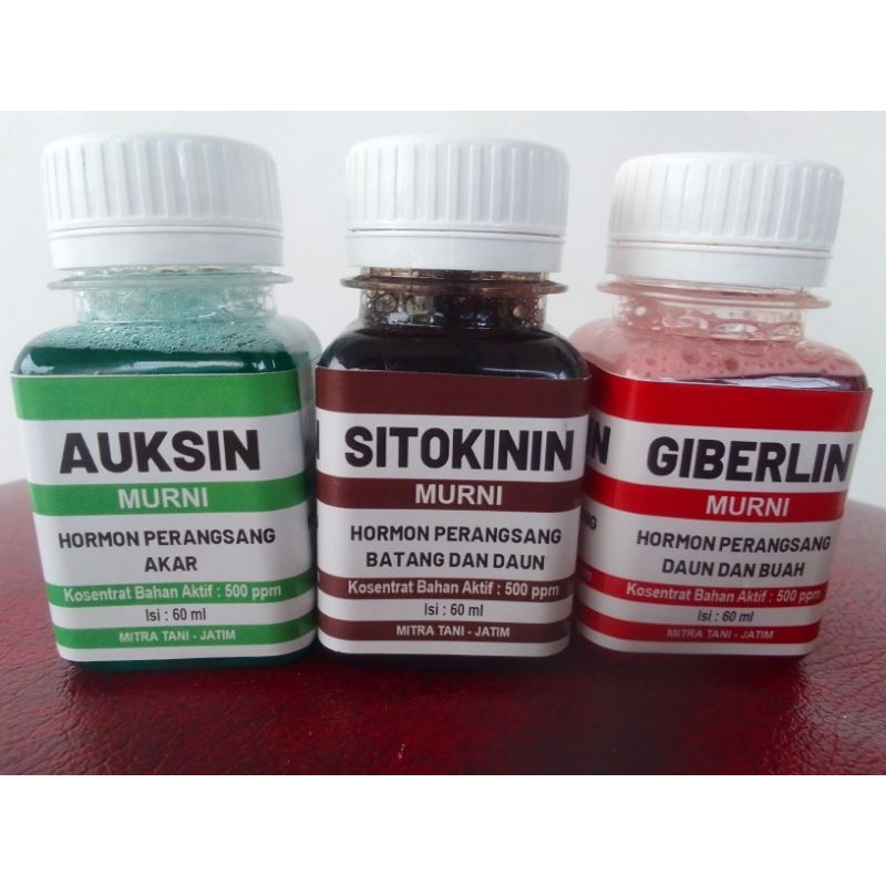 ZPT (Auksin, Sitokinin & Giberlin)