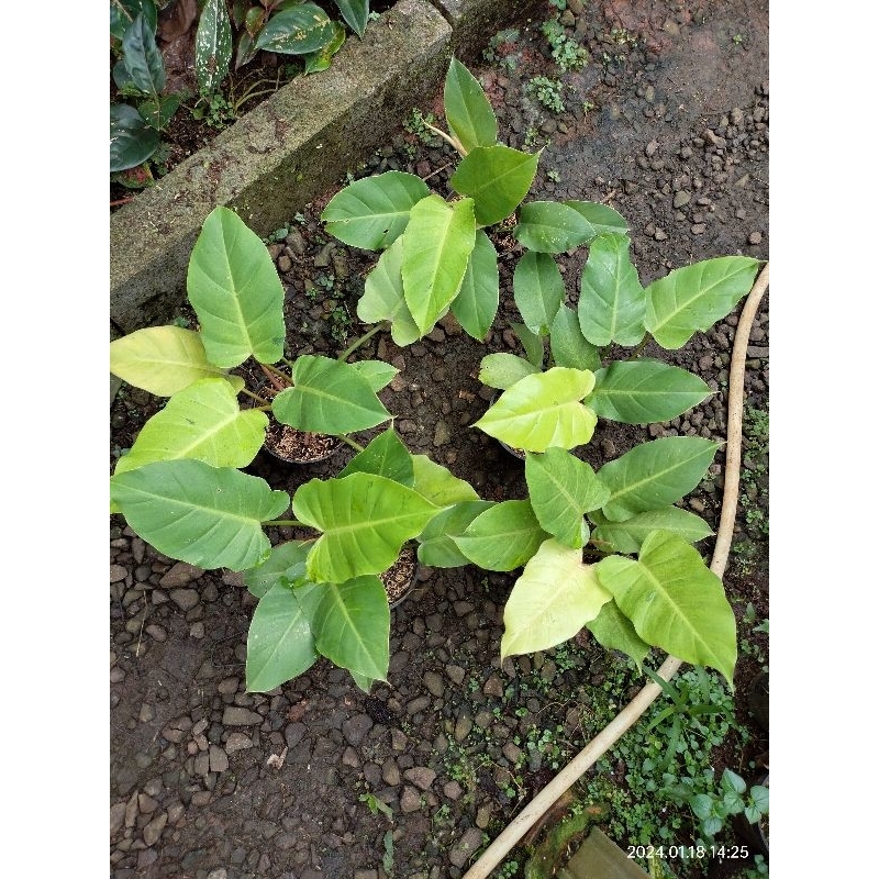 snowdrift philodendron varigata