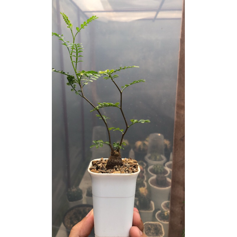 Bonsai Operculicarya Pachypus Sudah Keluar Otot