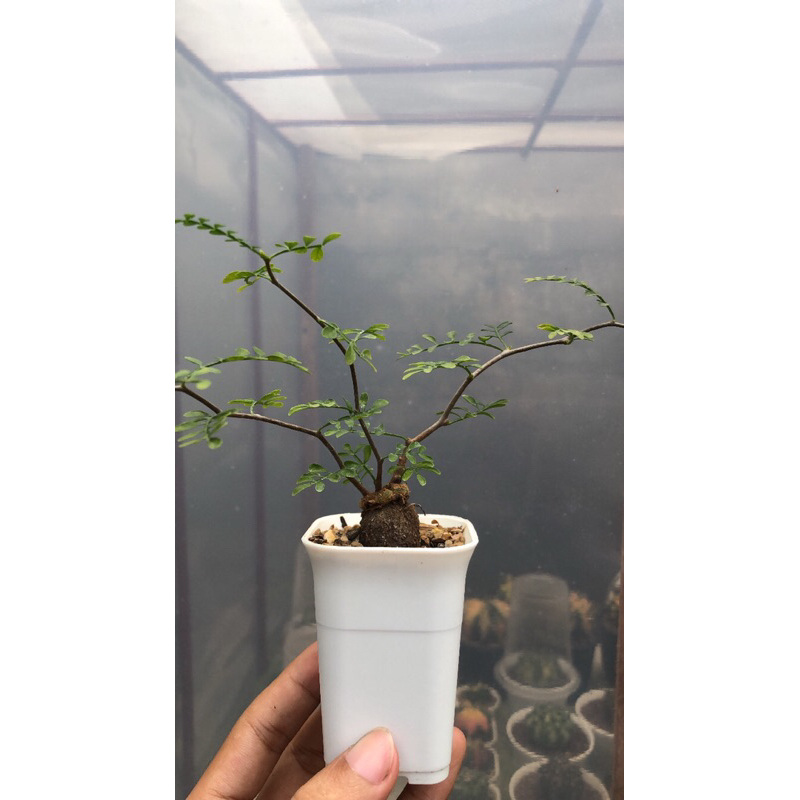 Bonsai Operculicarya Pachypus Sudah Keluar Otot