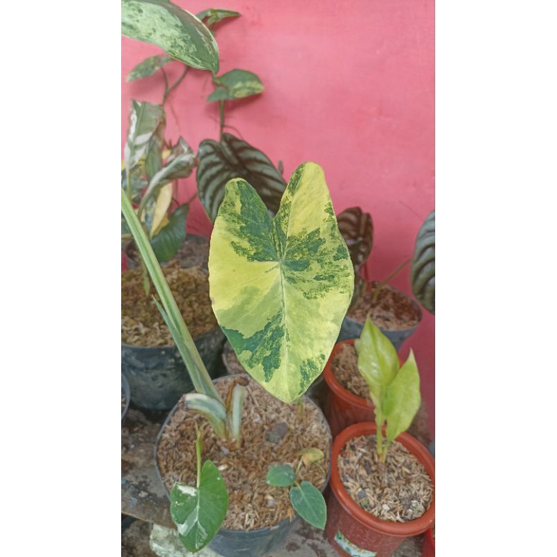 Xanthosoma Sagittifolium Variegata Aurea