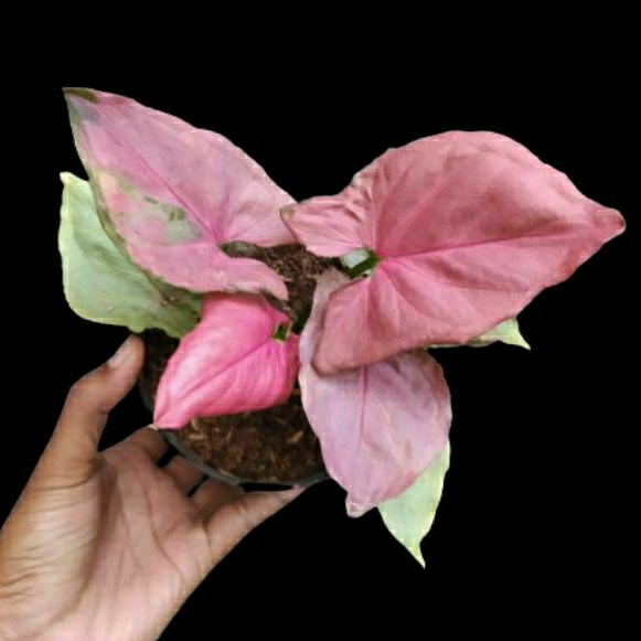 Tanaman hias syngonium pink perfection ORI asli bukan pink biasa sesuai gambar harga ekonomis ciri a