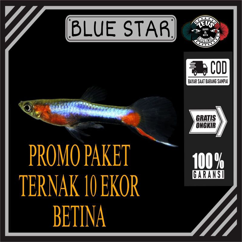 paket ternak 10 ekor betina endler blue star hiasan akuarium