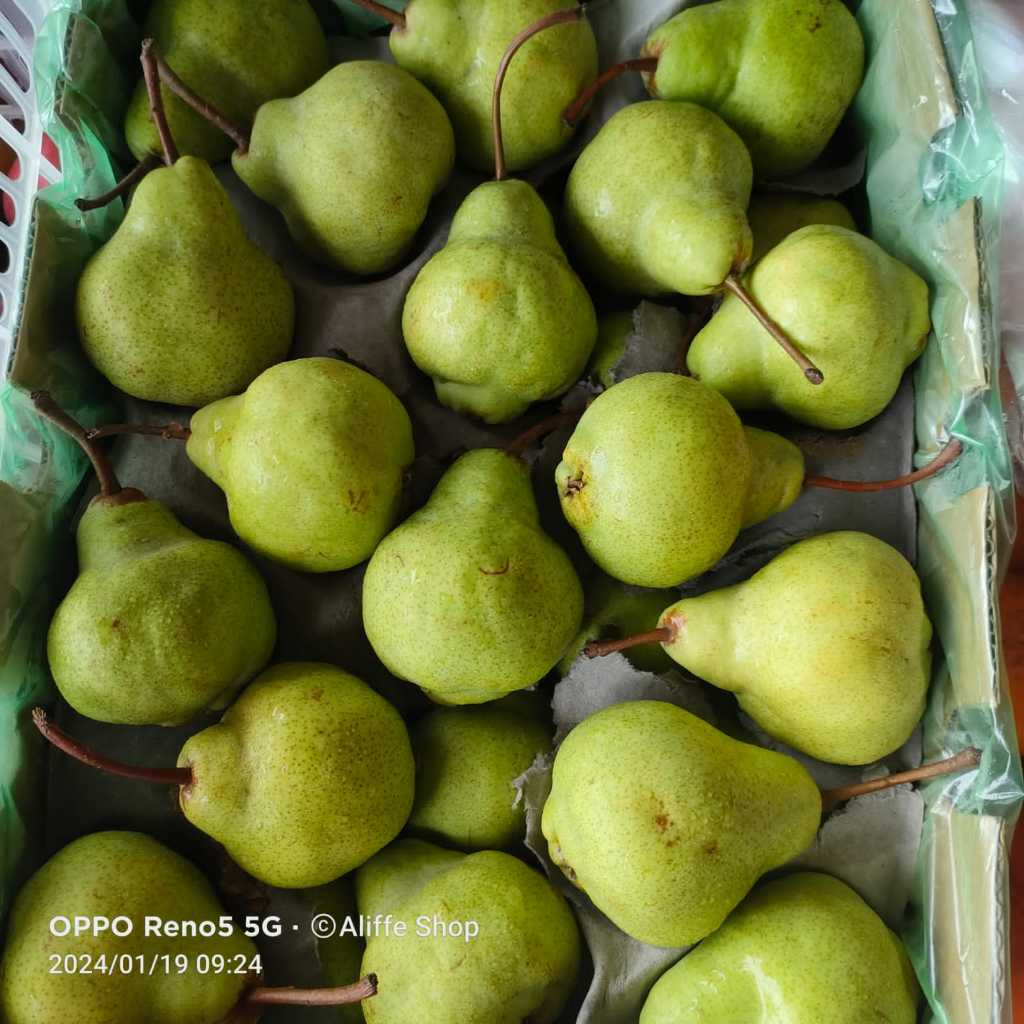 

1KG Buah Pear Pir Packam