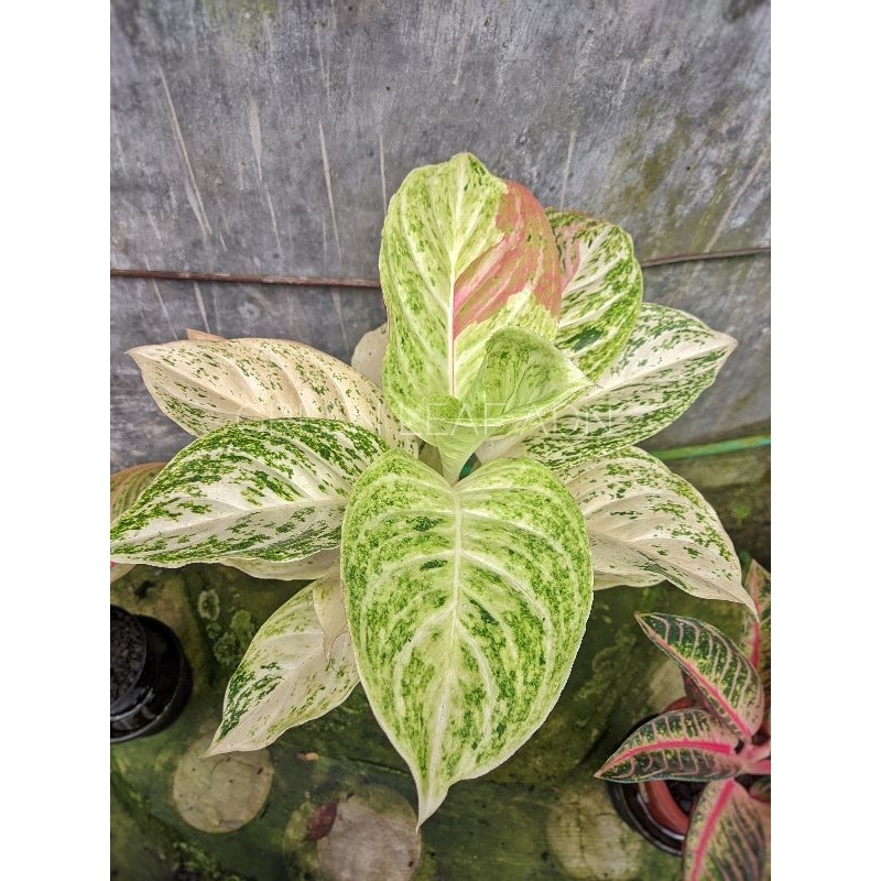 Tanaman Hias Aglonema Permaisuri aka White Bidadari baby | foto kanan | Tanlok Real Pict