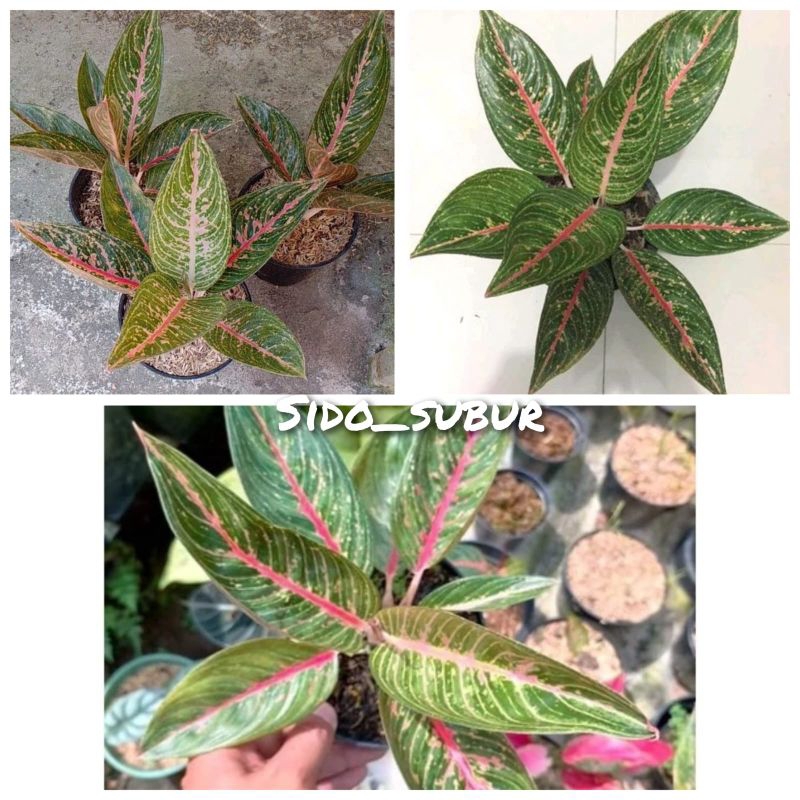 TANAMAN HIAS AGLONEMA GREEN LEGACY/PAKET 3 BATANG GREEN LEGACY