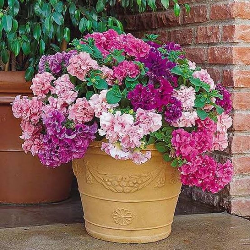 BIJI BENIH BIBIT TANAMAN BUNGA PETUNIA DOUBLE CASCADE MIX