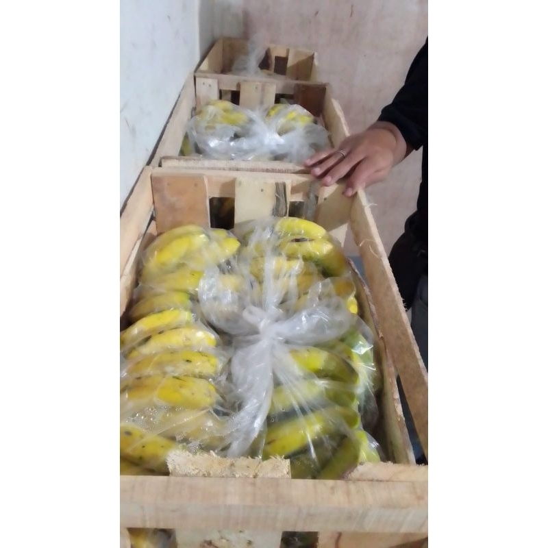 

Pisang Ambon lumut
