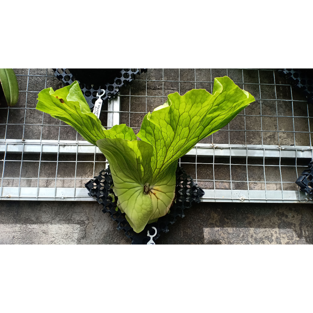 Anakan Platycerium Elephantotis Hijau atau Simbar Elephant hijau ( Gajah hijau)