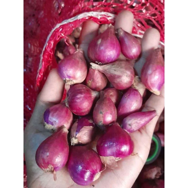 

Bawang Merah 1KG BESAR MURAH