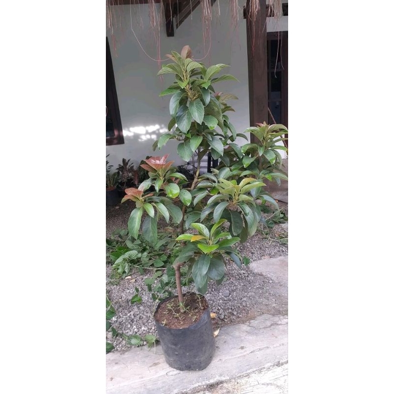 Bibit Alpukat Red Vietnam Tinggi 1 Meter Up