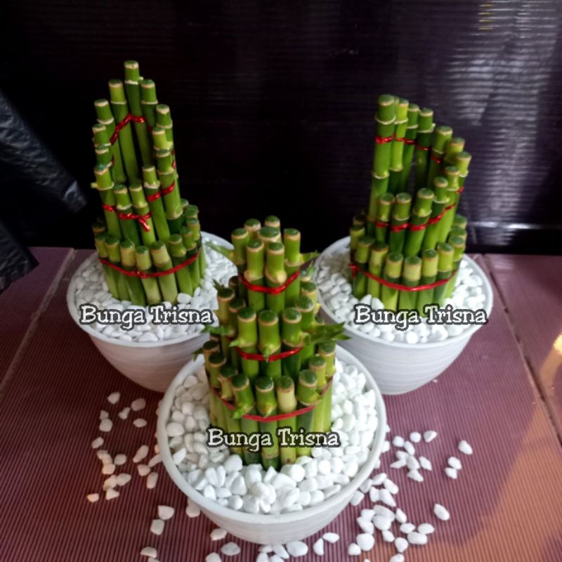 PAKET 3 POT BAMBU HOKI / BAMBU KEBERUNTUNGAN / BAMBU LUCKY / BAMBU AIR