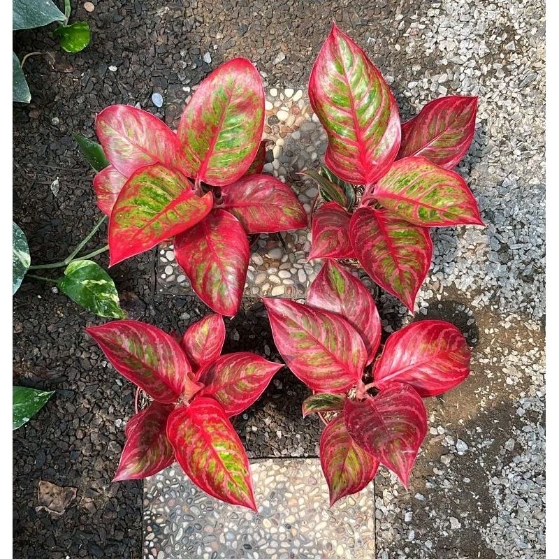 Aglonema Super ReD Emerald Dragon