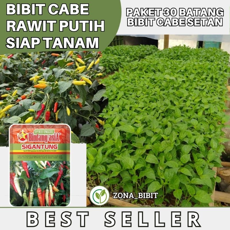 Paket 30 Batang Bibit Cabe Rawit Setan Bibit Cabe Rawit Putih Cup Kaliber/Sigantung Cabe Rawit Setan