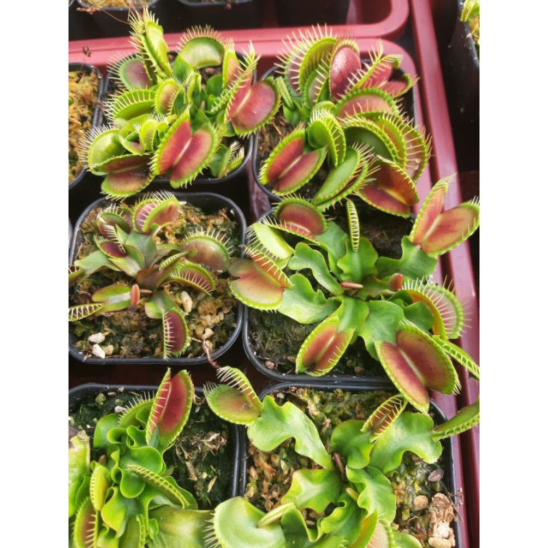 Venus Fly Trap VFT Jumbo Tipikal