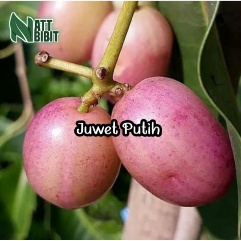 BIBIT JUWET PUTIH TANPA BIJI