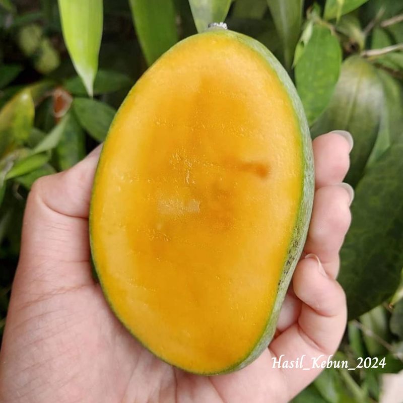 Bibit Mangga Madu // Bibit Mangga Manalagi Khualitas Super