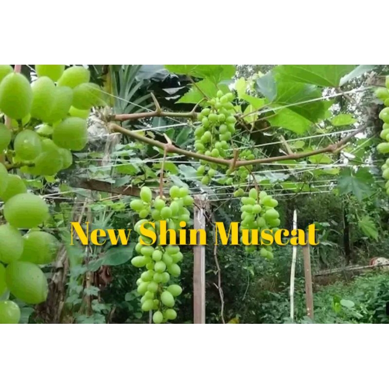 

Anggur New Shin Muscat