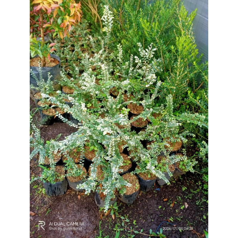 paket tanaman bahan bonsai ulmus micro varigata 3 pcs