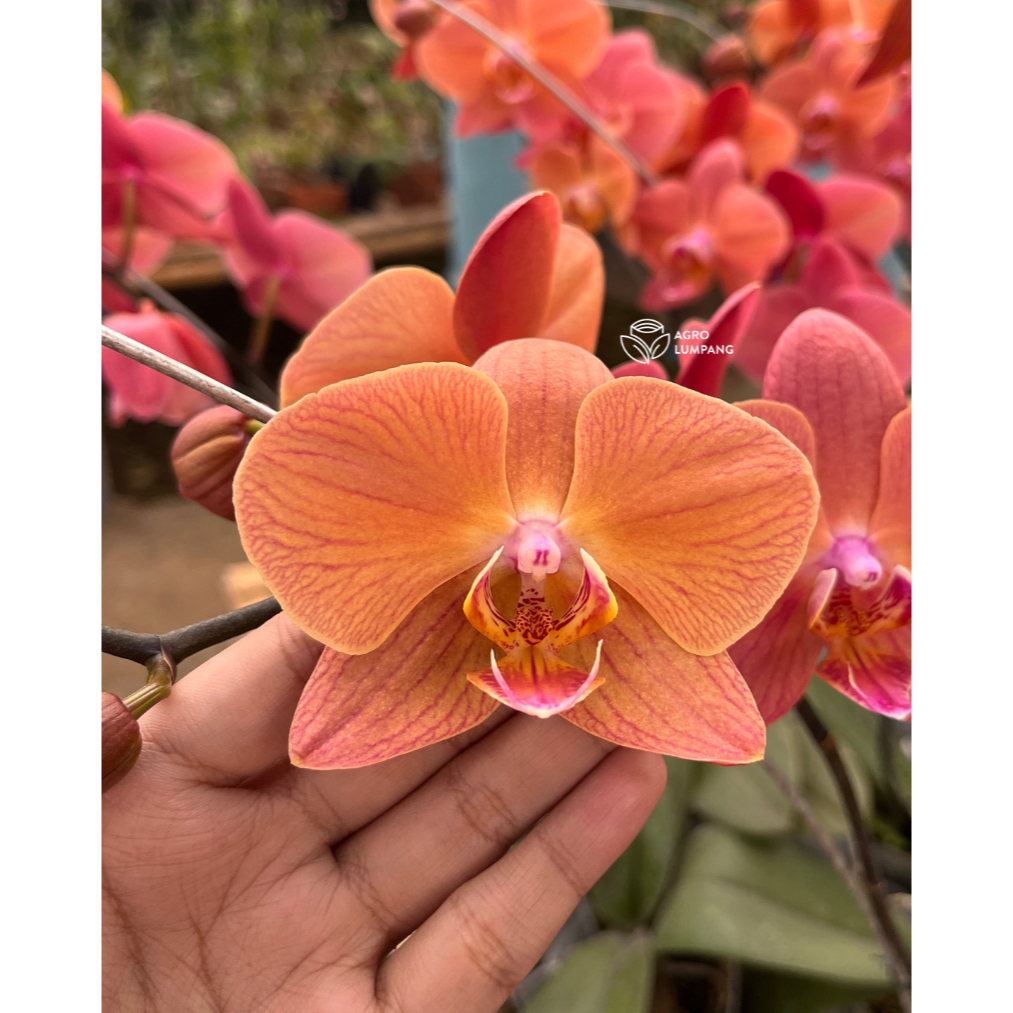 Anggrek Bulan Berbunga Knop Spike