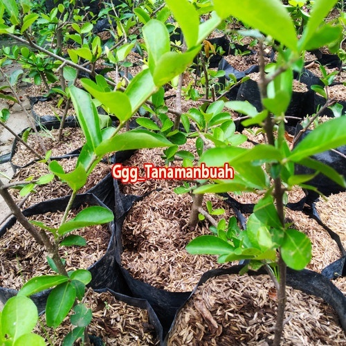 Bibit cherry vietnam / sianci manis cangkok super cepat berbuah