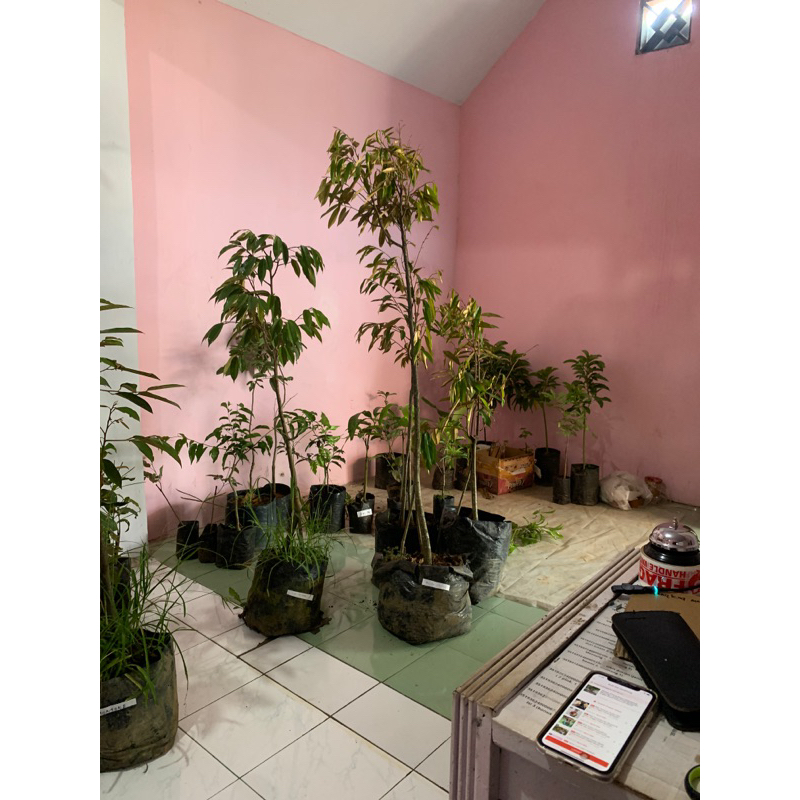 Bibit Durian Batang Besar Kaki 3 Cargo jenis bawor