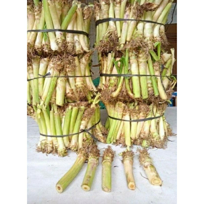 BIBIT RUMPUT ODOT PAKAN TERNAK/bibit rumput odot pakan ternak