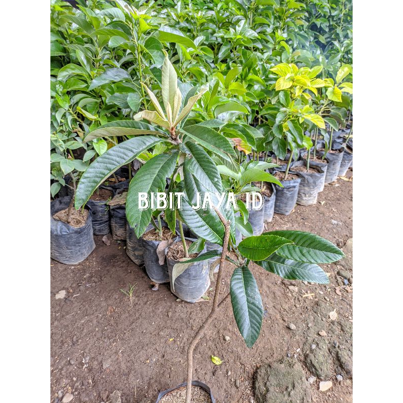 Bibit Mamey Sapote Magana - Hasil Cangkok