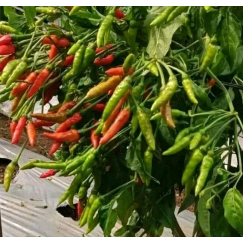 ID 50 BENIH UNGGUL CABE RAWIT ORION HIJAU TAHAN VIRUS