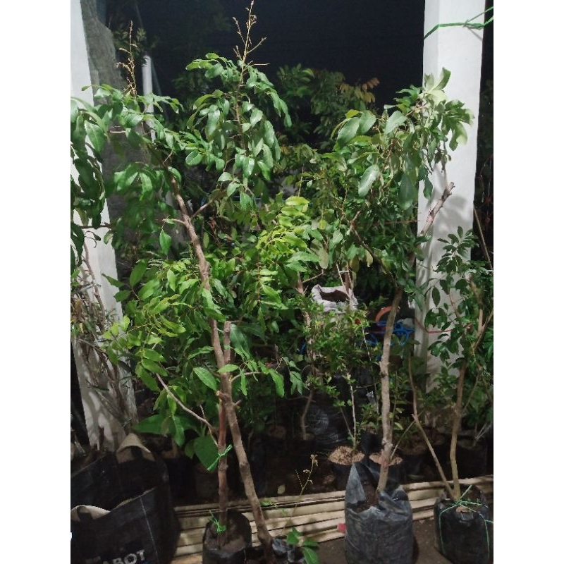 bibit cangkok kelengkeng diamond river berbunga