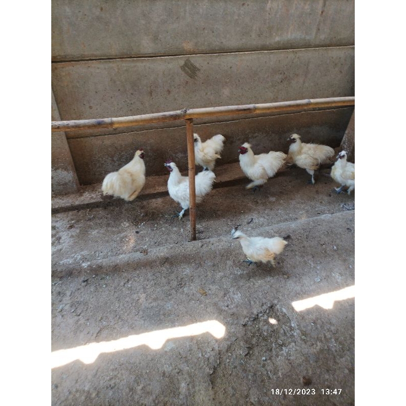 

Ayam Kapas Lokal hidup potong