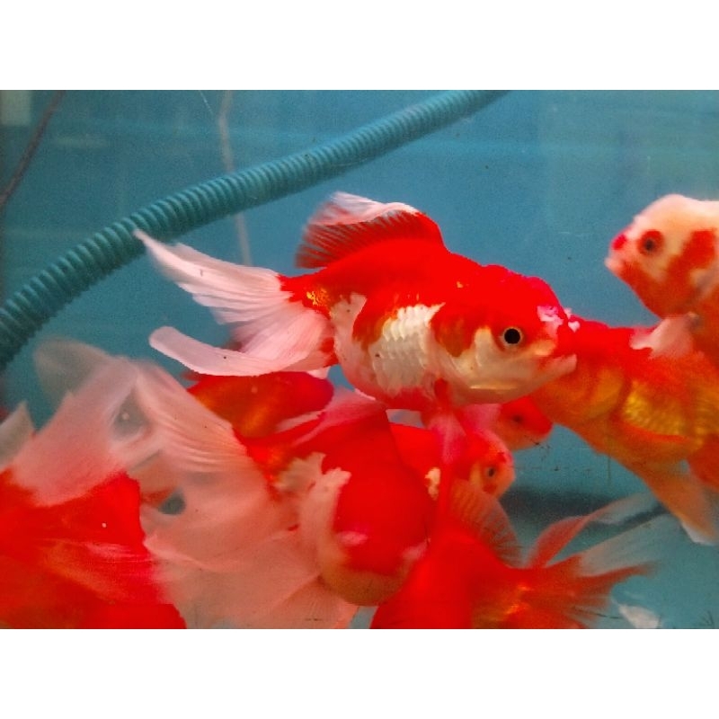 ikan koki kepala jambul