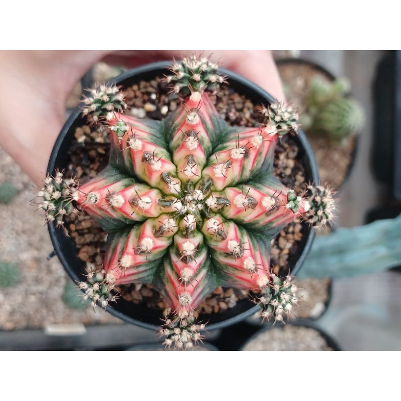 Gymnocalycium Multicolor | gymno | mihanovichii | kaktus | Variegata | Varigata