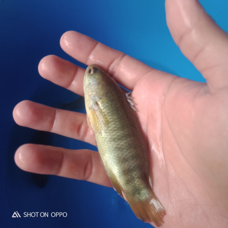 Bibit Ikan Betok Papuyu Size 13-15 cm