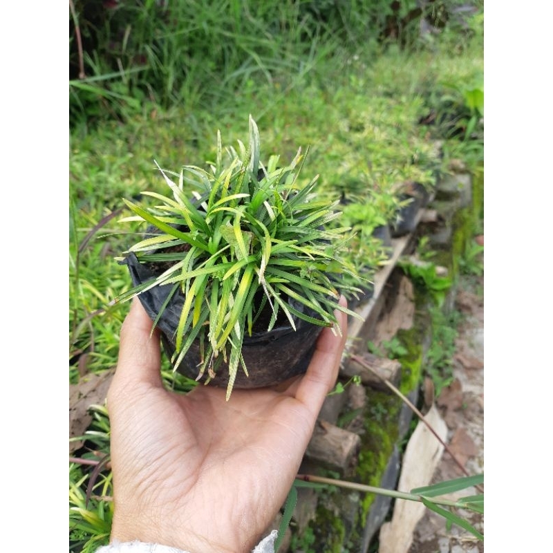 Rumput kucai plat kuning , import