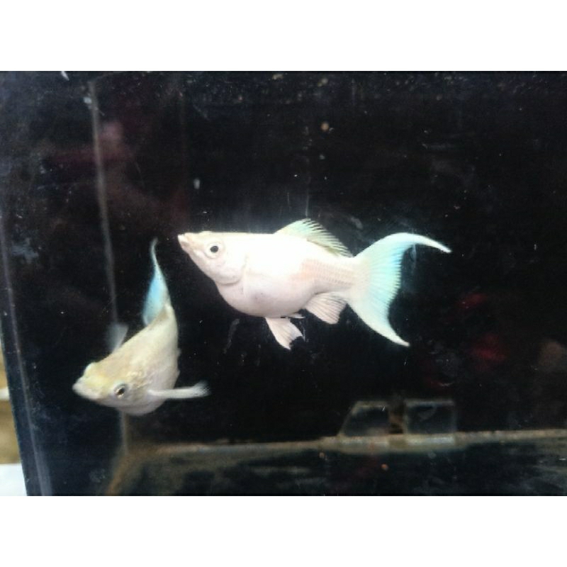 

ikan molly platinum Cawang