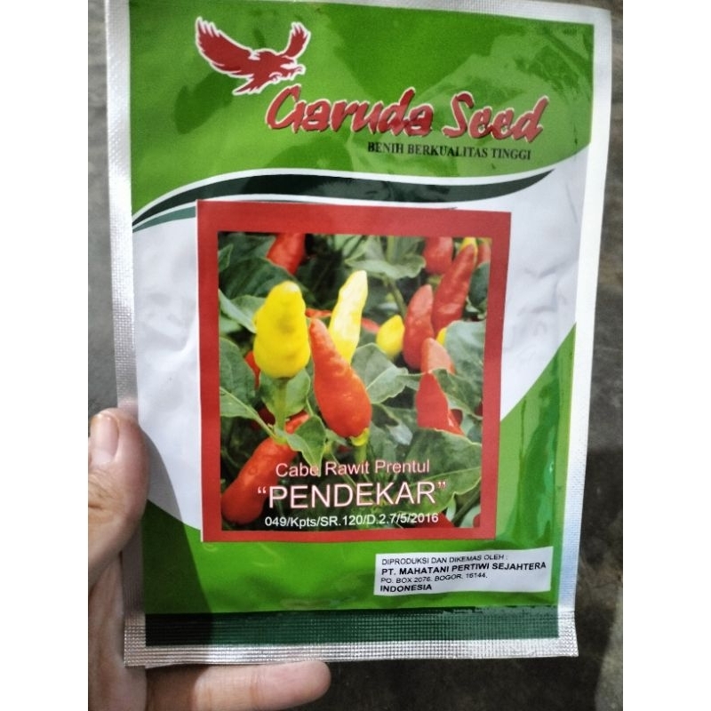 benih cabe rawit perntul isi 10 gram bibit cabe rawit unggul bibit sayuran benih cabe pentul