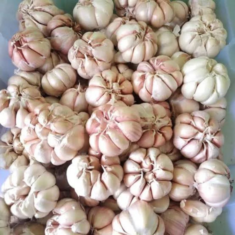 

bawang putih sico dan kating 1kg