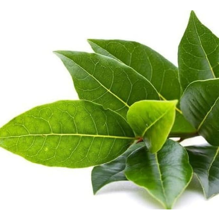 

Daun Salam Segar ( Bay Leaves ) - Petik Langsung