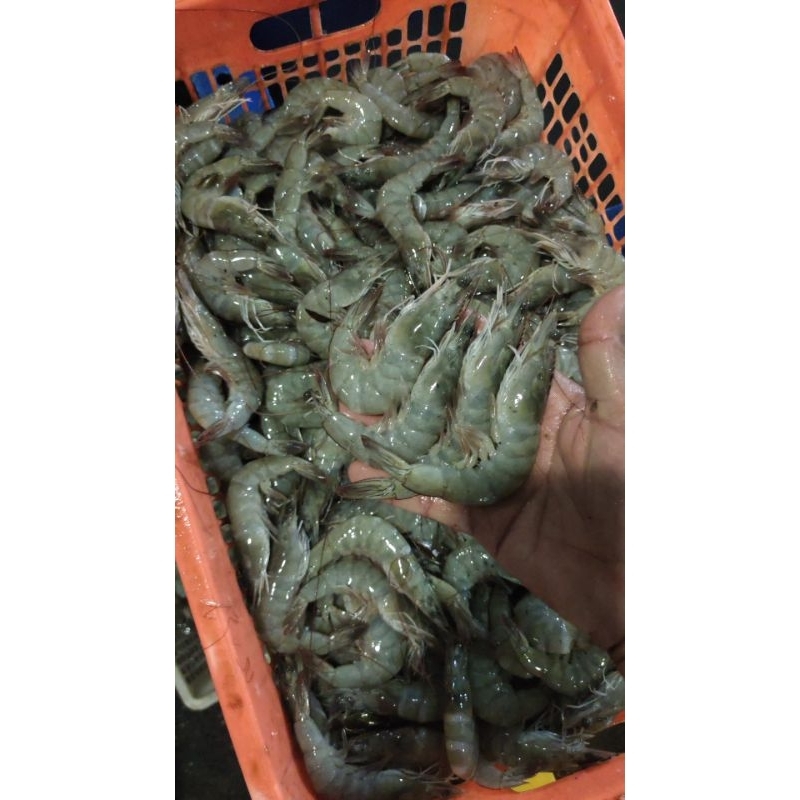 

udang sedang