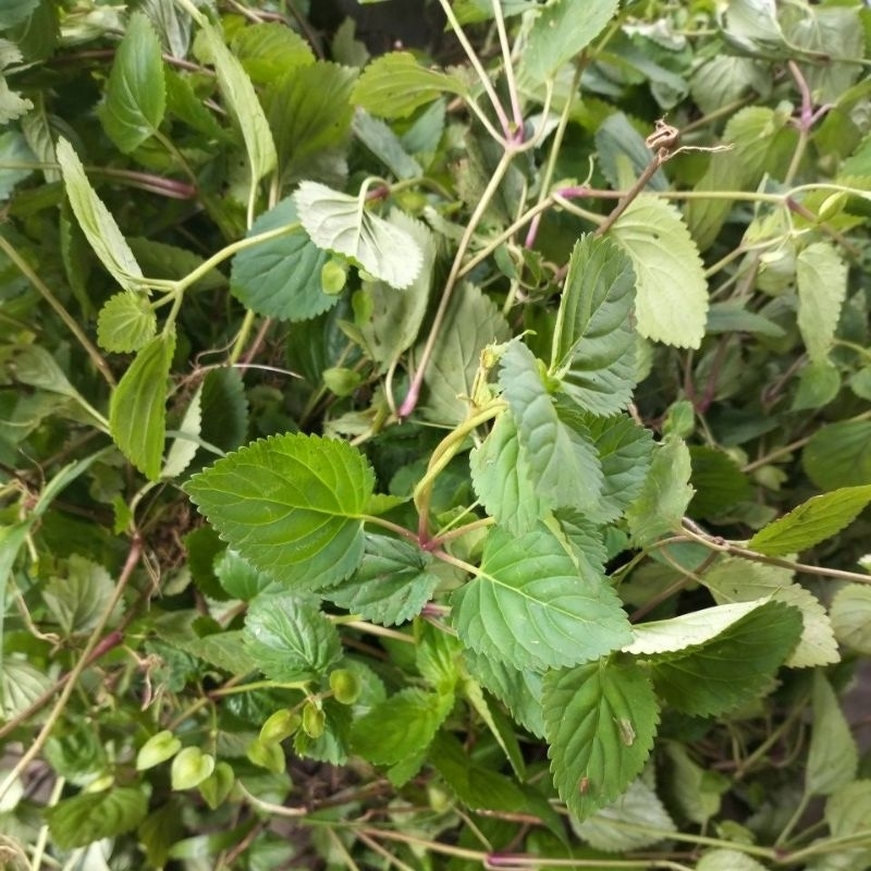 

Daun Ampadu Tanah Fresh Plus Akar