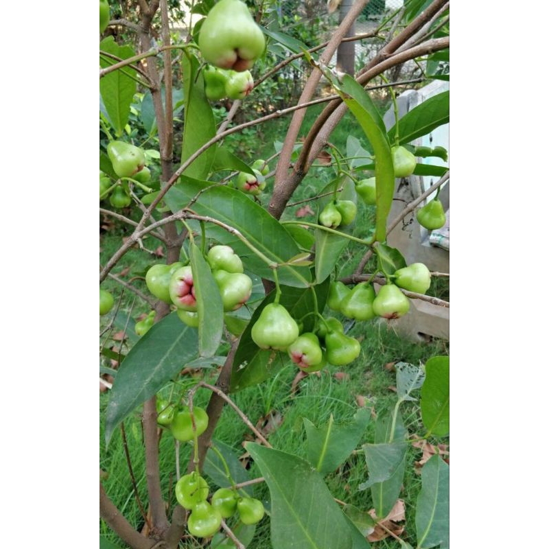 JAMBU AIR KIOJOK CANGKOK SUPER