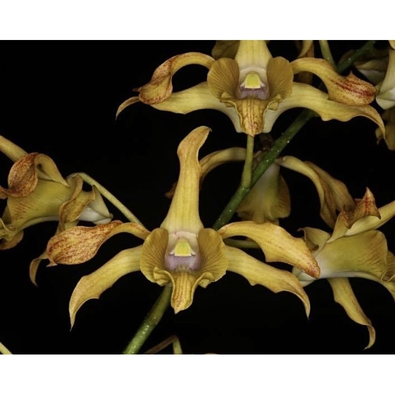 Dendrobium Kona (macrophyllum x lasianthera)