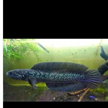 Channa Asiatica White spot 3-10cm