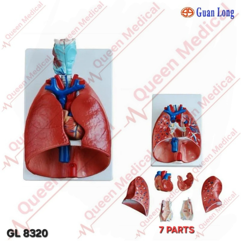 Alat Peraga Model Larynx Heart Lung GL 8320